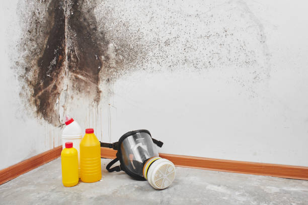 Attic Mold Removal in Hesperia, CA