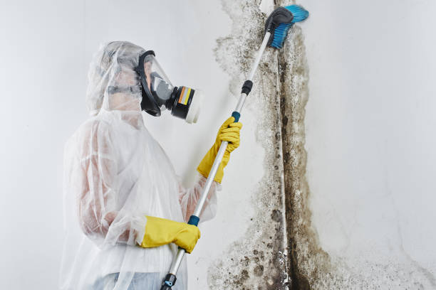Best Fast Mold Removal  in Hesperia, CA