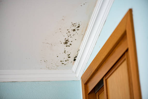 Professional Mold Removal in Hesperia, CA