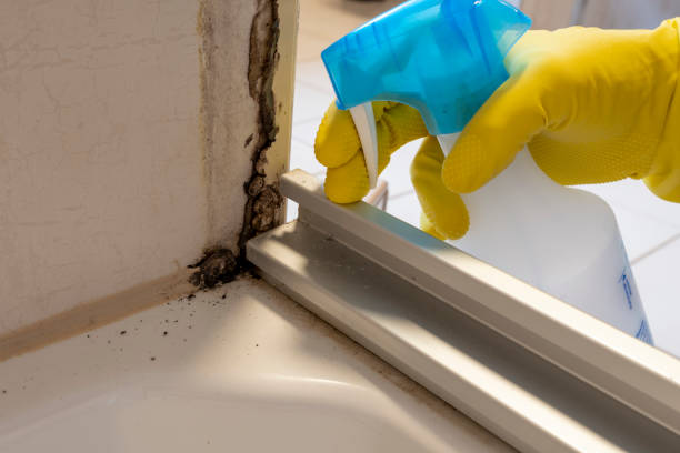 Best Fast Mold Removal  in Hesperia, CA