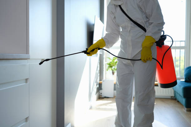 Certified Mold Removal in Hesperia, CA