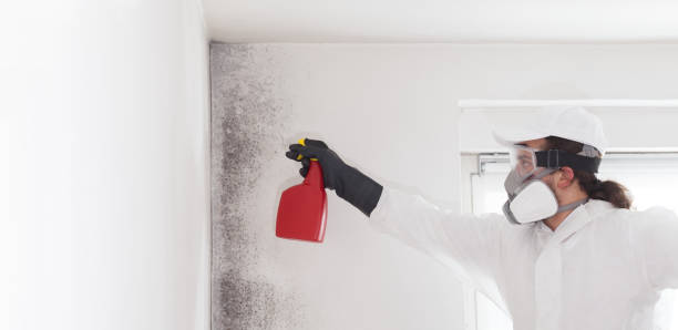 Best Mold Remediation  in Hesperia, CA