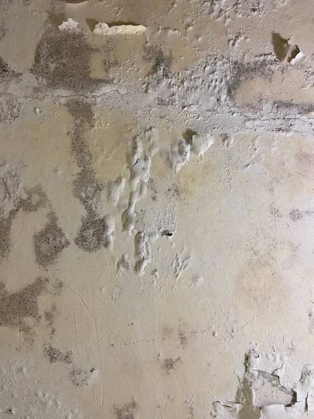 Best Fast Mold Removal  in Hesperia, CA