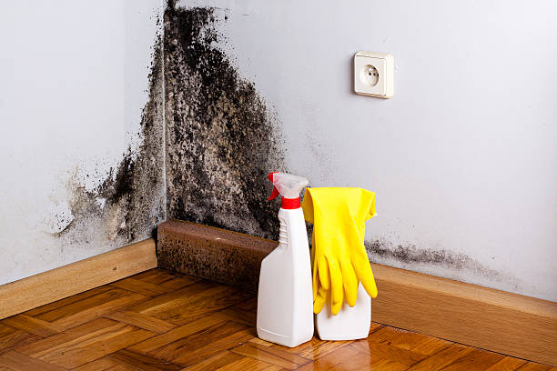 Best Best Mold Removal Companies  in Hesperia, CA
