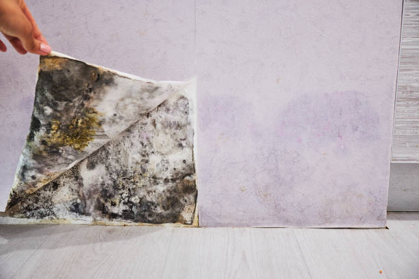 Best Mold Remediation Services  in Hesperia, CA